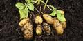 Погода в Беларуси остается благоприятной для роста клубней картофеля